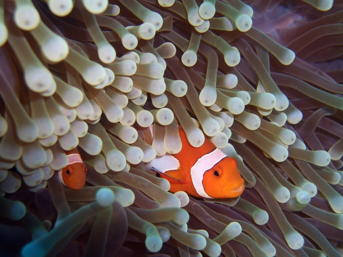 Two clownfishes