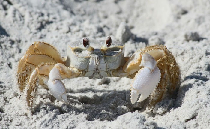 Curious Critters – The Ghost Crab